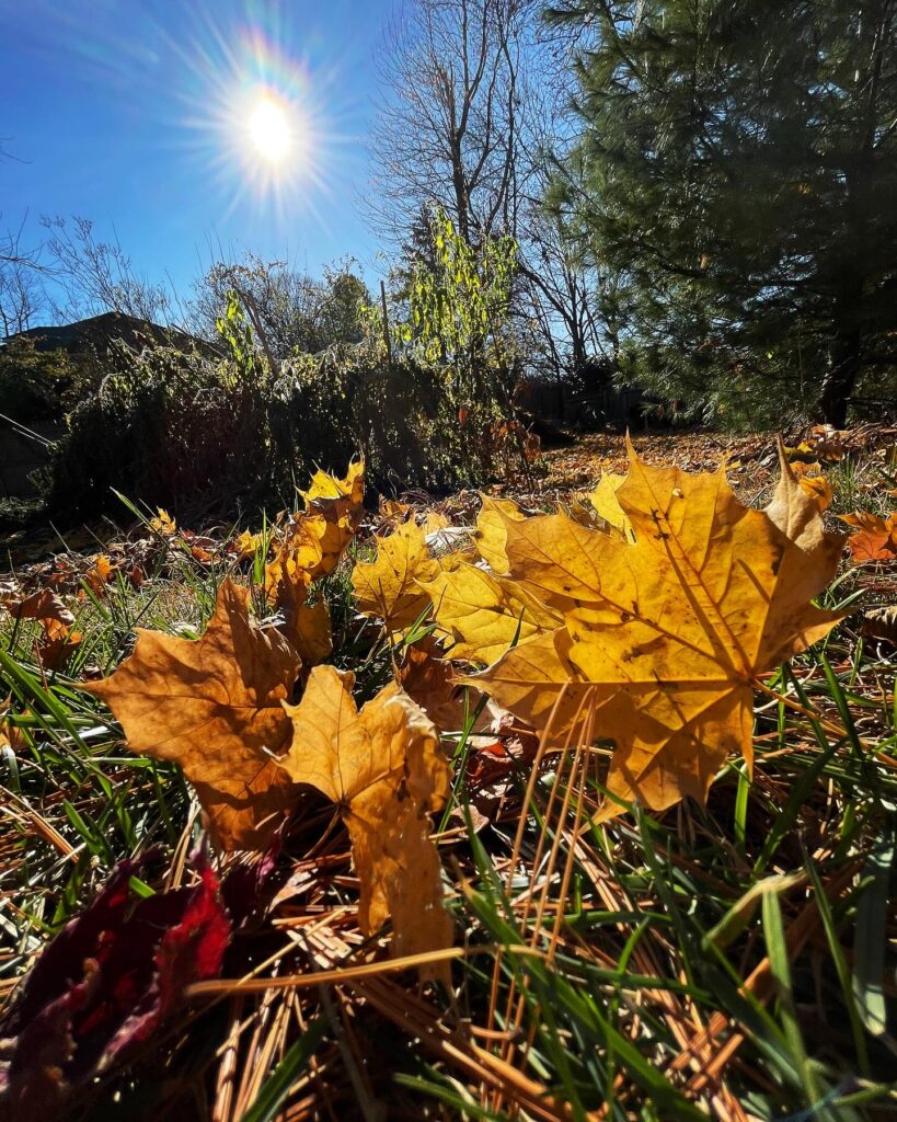 Fallen leaves on the lawn