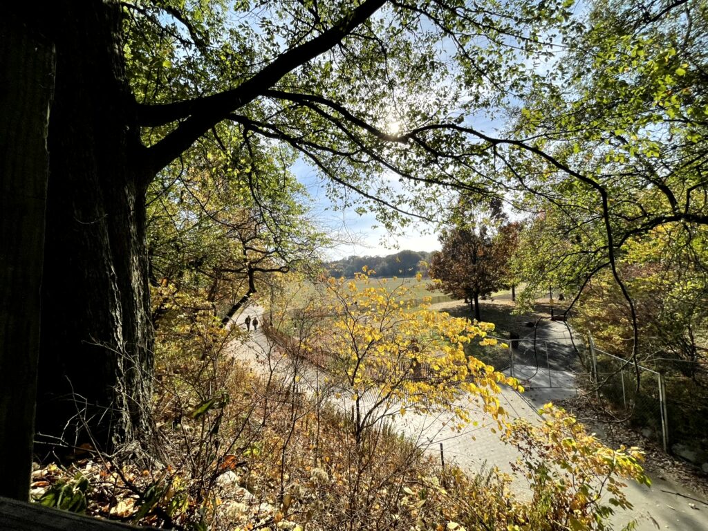 a view of trees and people walking on a path