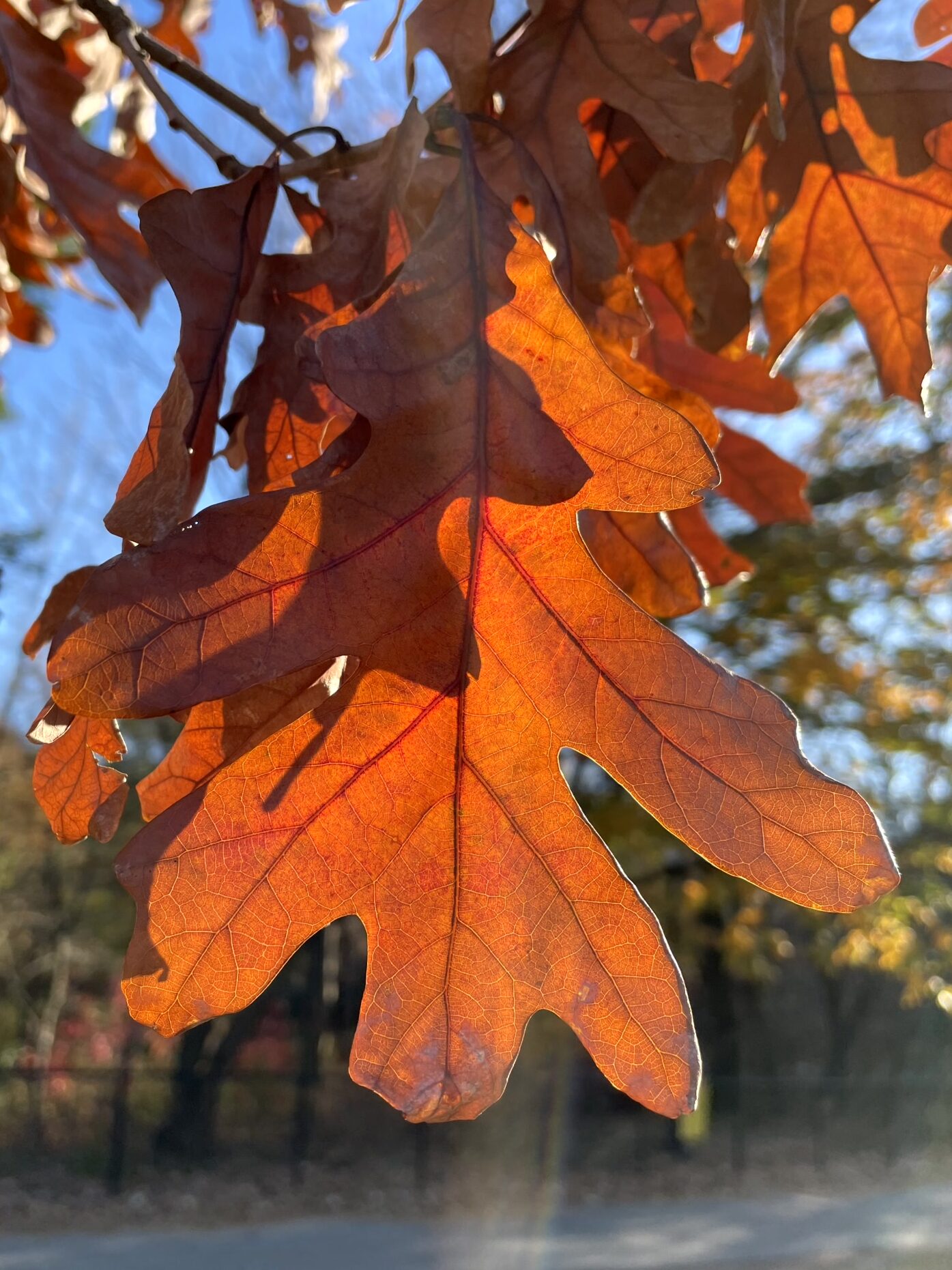 light shines throug a leaf, showing the network of veins